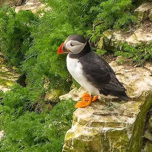 https://trinket-the-cliff-top-cottage.yorkshirehotels.net